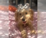 Small Photo #19 Goldendoodle mix (+ Poodle Miniature) Puppy For Sale in MENIFEE, CA, USA
