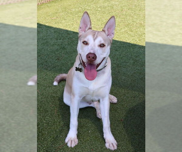 Medium Photo #4 Siberian Husky-Unknown Mix Puppy For Sale in Rockaway, NJ, USA