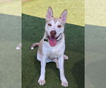 Small #3 Siberian Husky Mix