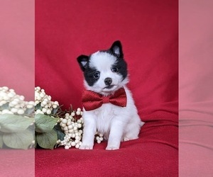 Chiranian Puppy for sale in NEW FREEDOM, PA, USA
