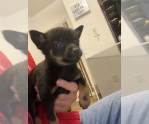 Chihuahua Puppy for sale in AUSTIN, TX, USA