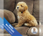 Small Photo #2 Poodle (Miniature) Puppy For Sale in BERLIN, NJ, USA