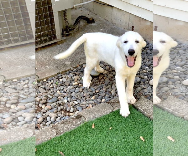 Medium Photo #7 Great Pyrenees Puppy For Sale in Spring, TX, USA