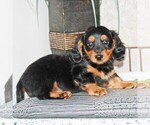 Small Photo #3 Dachshund Puppy For Sale in ANDOVER, OH, USA