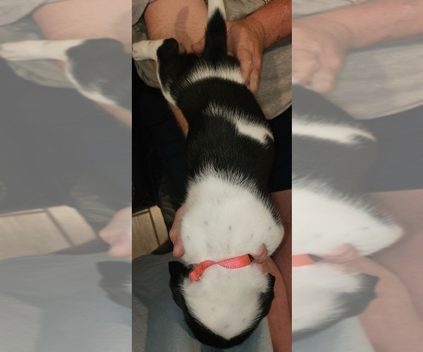 Medium Photo #4 Basset Hound Puppy For Sale in BYHALIA, MS, USA
