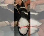 Small Photo #9 Basset Hound Puppy For Sale in BYHALIA, MS, USA