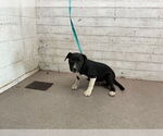 Small American Pit Bull Terrier Mix
