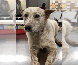 Australian Cattle Dog Dogs for adoption in Riverside, CA, USA