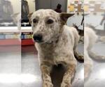 Small Australian Cattle Dog