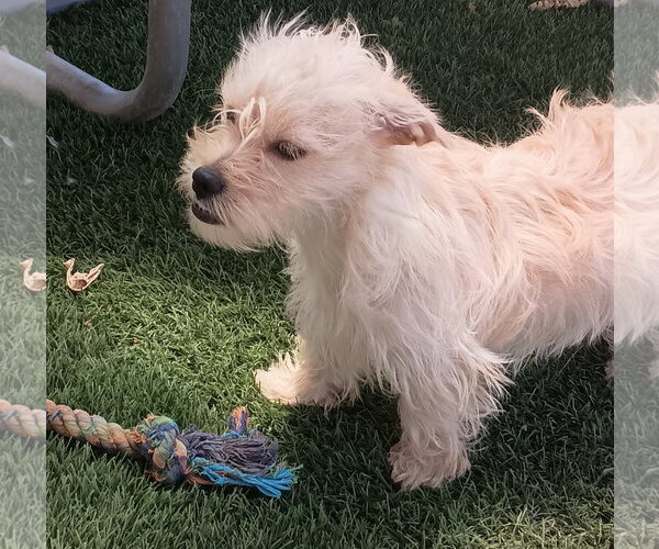 Medium Photo #2 Poodle (Miniature)-Unknown Mix Puppy For Sale in Apple Valley, CA, USA