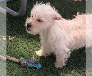 Bubba-in front - Male Poodle (Miniature)-Unknown Mix Dog for Adoption - Photo #2
