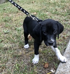 Borador-Labrador Retriever Mix Puppy for sale in FREDERICKSBURG, VA, USA