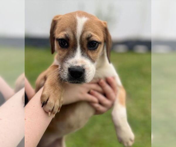 Medium Photo #1 Boxer-Pointer Mix Puppy For Sale in Oakland Park, FL, USA