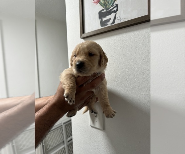 Medium Photo #7 Golden Retriever Puppy For Sale in PORT RICHEY, FL, USA