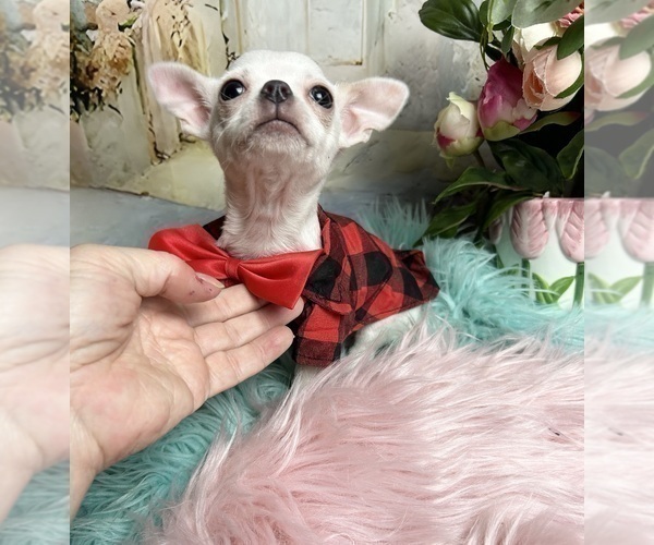 Medium Photo #7 Chihuahua Puppy For Sale in TRACY, CA, USA