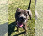Small #7 Boxer Mix