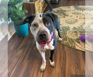 Cosma - Female Pointer-Unknown Mix Dog for Adoption - Photo #19