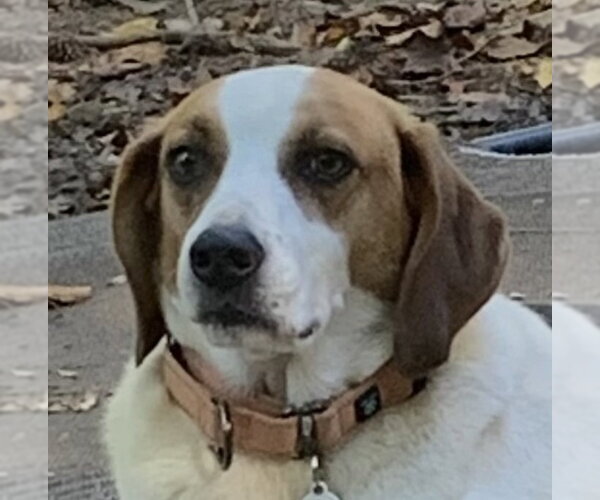 Medium Photo #1 Beagle-Unknown Mix Puppy For Sale in Mooresville, NC, USA