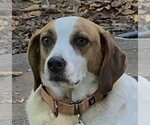 Cooper - Male Beagle-Unknown Mix Dog for Adoption - Small photo