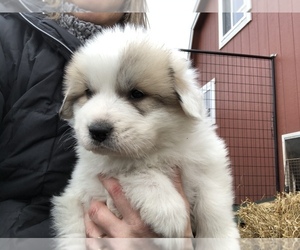 Great Pyrenees Puppy for sale in HESSTON, KS, USA