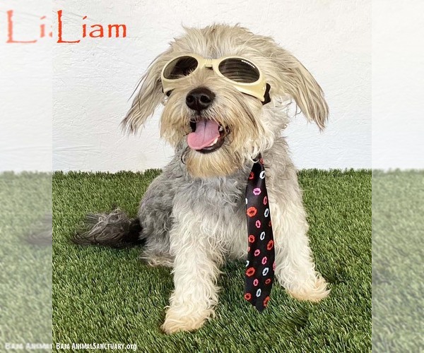 Medium Photo #1 Silky Terrier-Unknown Mix Puppy For Sale in San Diego, CA, USA
