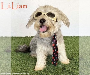 Silky Terrier-Unknown Mix Dogs for adoption in San Diego, CA, USA