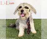 Small Silky Terrier Mix