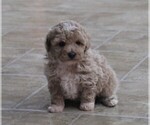 Small Photo #3 Poodle (Toy) Puppy For Sale in FREDONIA, KY, USA