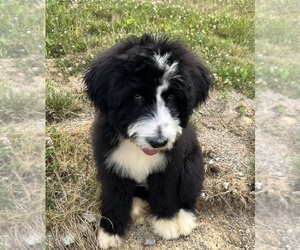 Bernedoodle Puppy for sale in DUNDEE, OH, USA