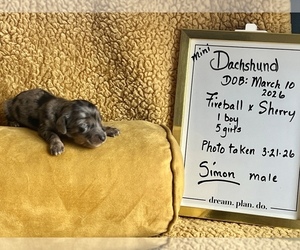 Dachshund Puppy for sale in NILES, MI, USA