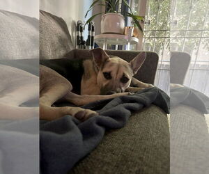 Piper - Female Labrador Retriever-Unknown Mix Dog for Adoption - Photo #15