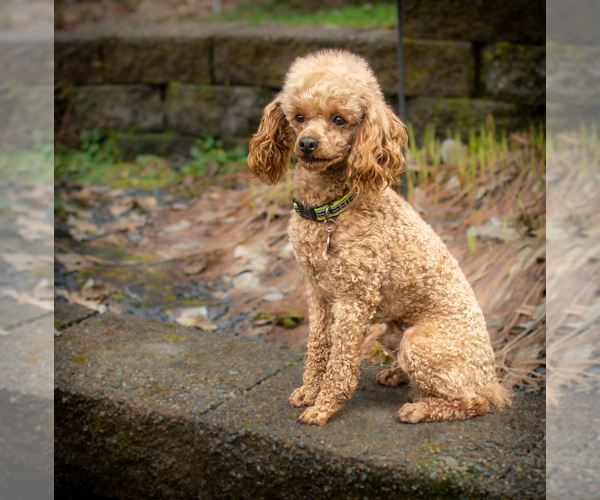 Medium Photo #1 Poodle (Toy) Puppy For Sale in RAINIER, OR, USA