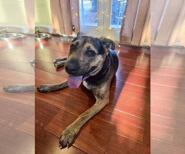 Medium Photo #11 Mutt Puppy For Sale in Mount Laurel, NJ, USA