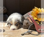 Small Photo #32 Australian Shepherd Puppy For Sale in EUSTIS, FL, USA