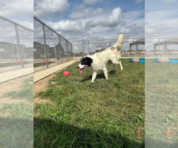 Medium Photo #3 English Shepherd-Unknown Mix Puppy For Sale in Pierceton , IN, USA