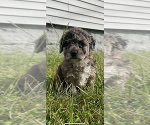Poodle (Miniature) Puppy for sale in LOWELL, MA, USA