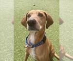 Small Rhodesian Ridgeback Mix