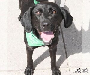 Labrador Retriever-Unknown Mix Dogs for adoption in Washington, DC, USA