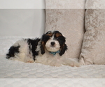 Small #3 Cavapoo