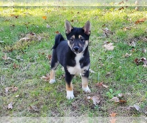 Shiba Inu Puppy for sale in CLARK, MO, USA