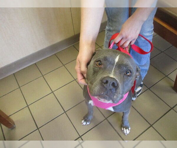 Medium Photo #1 Staffordshire Bull Terrier Puppy For Sale in Ocala, FL, USA