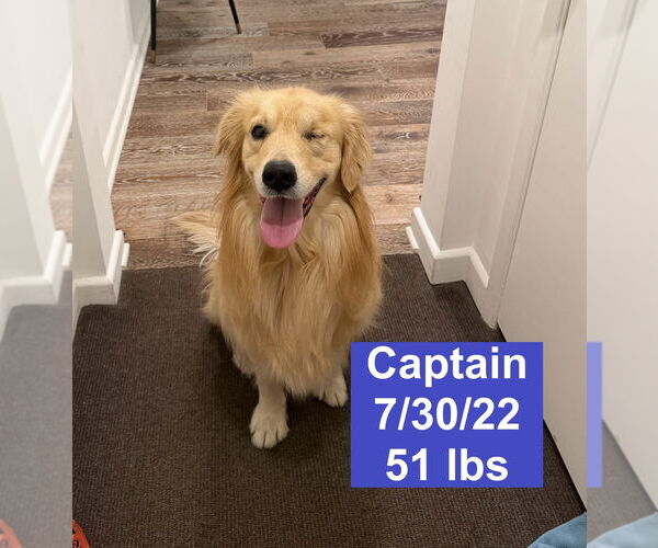 Medium Photo #1 Golden Retriever Puppy For Sale in West Hollywood, CA, USA