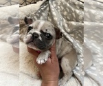 Small Photo #8 French Bulldog Puppy For Sale in MIDLOTHIAN, TX, USA