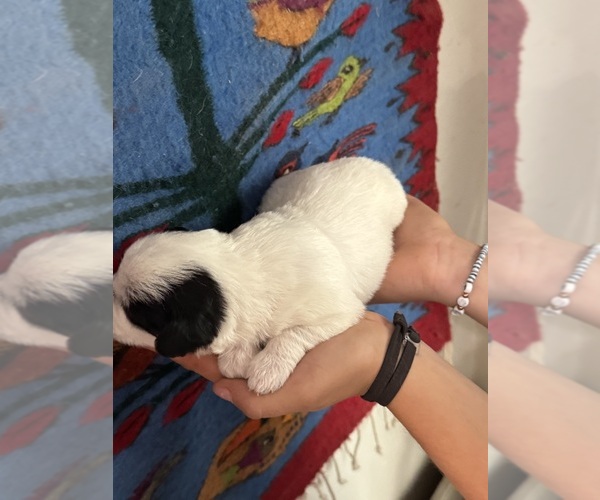 Medium Photo #8 Pembroke Welsh Corgi-Poodle (Miniature) Mix Puppy For Sale in LONGMONT, CO, USA
