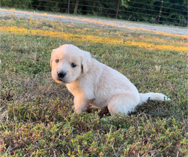 Medium Photo #8 English Cream Golden Retriever Puppy For Sale in CENTERTOWN, MO, USA
