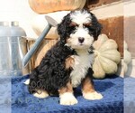 Small Bernedoodle (Miniature)