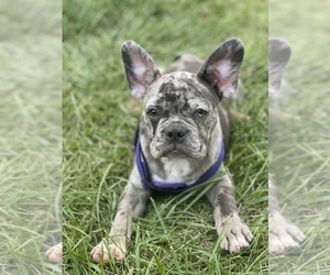 French Bulldog Puppy for sale in DAYTON, OH, USA