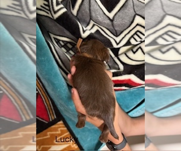 Medium Photo #39 Shorkie Tzu Puppy For Sale in SCOTTSDALE, AZ, USA