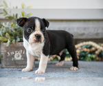 Puppy Felix Boston Terrier