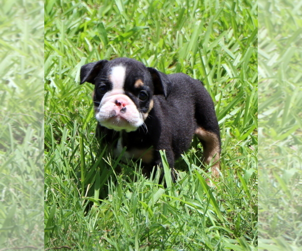 Medium Photo #14 Bulldog Puppy For Sale in WINNSBORO, TX, USA